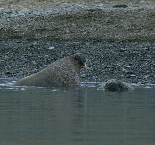 Two walrus at Devon Island © SW